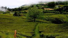 Chá verde dos Açores fomenta as funções cognitivas (Som)