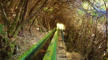 Imagem de Centro vai recuperar diversas zonas verdes (áudio)