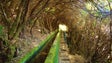 Imagem de Centro vai recuperar diversas zonas verdes (áudio)