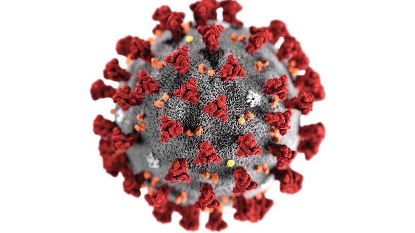 Imagem de Pandemia poderia ter sido evitada