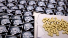 Imagem de Drogas sintéticas adulteradas em laboratórios caseiros