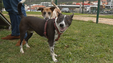 Machico tem parque para passear cães (vídeo)