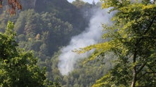 Imagem de Pequeno avião cai em floresta na Suíça