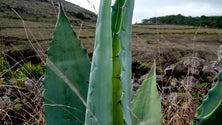 Imagem de Detetado inseto, em São Miguel, originário da Africa do Sul (Vídeo)