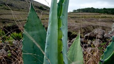 Detetado inseto, em São Miguel, originário da Africa do Sul (Vídeo)