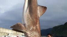 Imagem de Tubarão com mais de 100 kg capturado no Porto Moniz