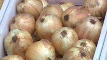 Imagem de Cebola da Madeira é um produto de denominação de origem protegida (vídeo)