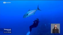 Imagem de Porto Santo recebe Campeonato Nacional de Fotografia e Vídeo Subaquáticos (vídeo)