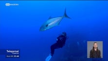 Porto Santo recebe Campeonato Nacional de Fotografia e Vídeo Subaquáticos (vídeo)