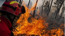 Imagem de Mais de 400 bombeiros e 14 meios aéreos combatem fogo no distrito de Coimbra