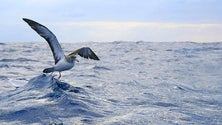Imagem de Já foram resgatadas duas mil aves selvagens na Madeira