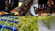 Imagem de Blandy e Vinhos Barbeito apresentam novos vinhos