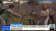 Imagem de Agricultores da Ponta do Sol estimam menos produção de cana-de-açúcar