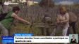 Imagem de Agricultores da Ponta do Sol estimam menos produção de cana-de-açúcar