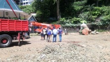 Imagem de 16 árvores cortadas no Largo da Fonte (áudio)