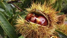 Imagem de Produção de castanhas cai para metade (Vídeo)