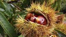 Produção de castanhas cai para metade (Vídeo)