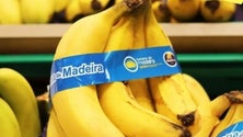 Imagem de Produção de banana registou um crescimento de 29,2% em 2019 (Áudio)