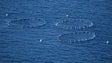 Imagem de Redes de pesca provocam cheiro intenso na Calheta (Vídeo)