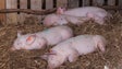 Suinicultores obrigados a declarar porcos em agosto