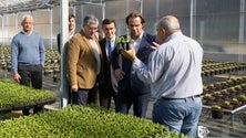 Imagem de Instalada primeira exploração agrícola no parque empresarial da Calheta