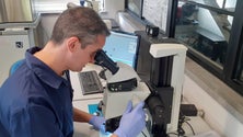 Imagem de Investigadores estudam reprodução das lapas (vídeo)