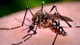 Madeira não está livre de um surto de Zika (áudio)
