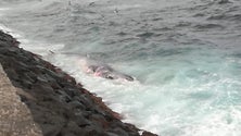 Imagem de Baleia Sardinheira deu à costa em São Mateus (Vídeo)