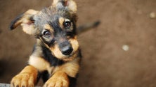 Imagem de Há mais adoções de animais (áudio)