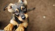 Imagem de Há mais adoções de animais (áudio)