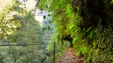 Imagem de Reaberto percurso da Levada Fajã do Rodrigues