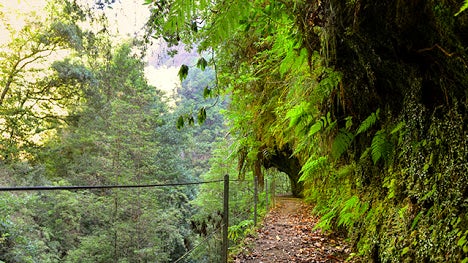 Imagem de Reaberto percurso da Levada Fajã do Rodrigues