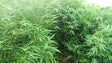 Imagem de Mulher de 58 anos foi detida por cultivar droga na Ponta do Sol