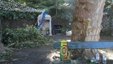 Imagem de Vibrações provocadas pelo fogo podem estar na origem da queda da árvore do Monte