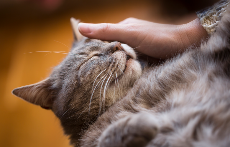 Os Olhos de um Gato – RTP Arquivos