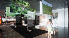 Imagem de “Vinha, Mosto e Vinho” em exposição no Aeroporto da Madeira