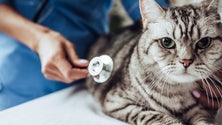 Imagem de Associação Animais de Rua das Flores promove campanha de esterilização