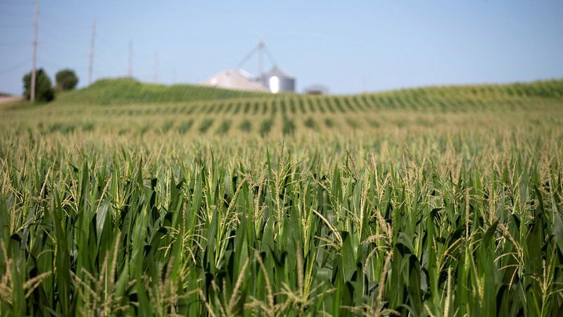 Imagem de Apoios diretos aos agricultores vão aumentar de forma significativa