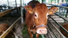 Imagem de Feira Agropecuária reúne 150 expositores no Porto Moniz (áudio)
