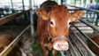 Imagem de Feira Agropecuária reúne 150 expositores no Porto Moniz (áudio)