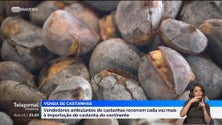 Imagem de Doença dos castanheiros e tempo quente influenciaram campanha deste ano (vídeo)
