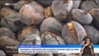 Imagem de Doença dos castanheiros e tempo quente influenciaram campanha deste ano (vídeo)