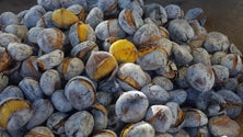 Imagem de Vendedores queixam-se da escassez de castanhas da Madeira