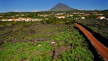 Encontros no Pico para divulgar os vinhos locais (Vídeo)