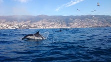 Imagem de Observatório Oceânico da Madeira promove curso de verão