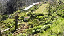 Imagem de A Câmara do Funchal vai reflorestar metade do Parque Ecológico