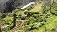 A Câmara do Funchal vai reflorestar metade do Parque Ecológico