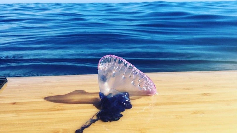 Imagem de Caravelas Portuguesas estão de volta aos mares da Madeira