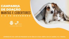 Imagem de Funchal lança campanha de doação de cobertores para animais do canil (áudio)