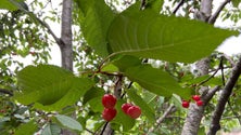 Imagem de Melhor produção de cerejas no Jardim da Serra (vídeo)